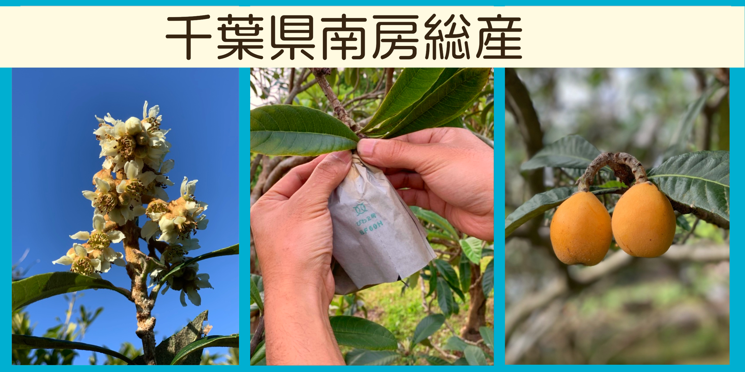 fu、農薬不使用らっきょう4キロ近くandびわ1キロ近く、箱込み合計5キロ 楽天市場】びわ（総重量（果物）～0.99kg）（フルーツ・果物